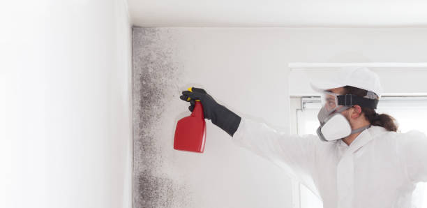 Best Commercial Mold Remediation in Notre Dame, IN
