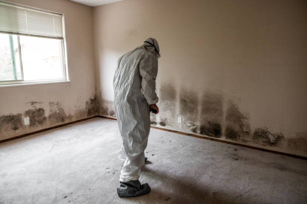 Professional Mold Remediation in Notre Dame, IN