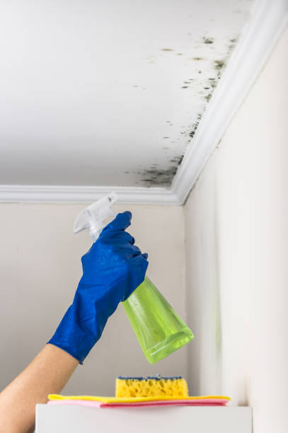 Best Residential Mold Remediation in Notre Dame, IN